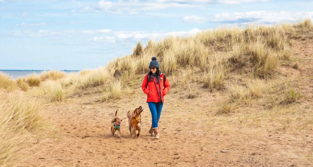 5 simple tips for taking better photos of your dog! Photo of a 2 Working Cocker Spaniels walking on the beach with their owner. Beach is Crimdon Beach taken by Duo Photo Ltd.