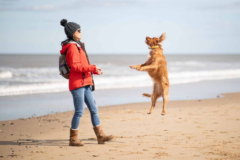 5 simple tips for taking better photos of your dog!. Pet Photography showing an action shot of a Working Cocker Spaniel leaping in the air to Catch a treat.
